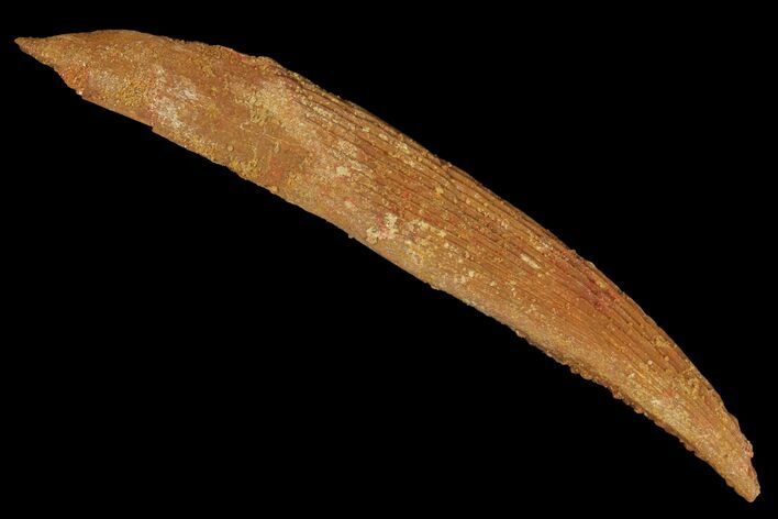 Fossil Shark (Hybodus) Dorsal Spine - Morocco #106560